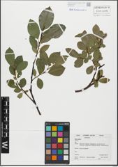 Foto von Salix glabra Scop.